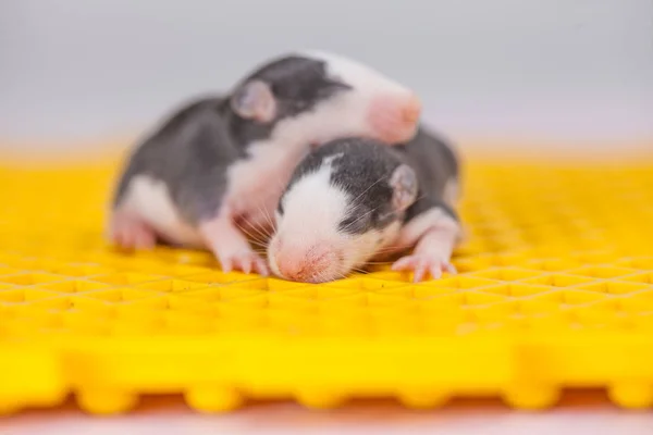 Råttor är små. Små möss kryper på den gula ytan. Söta råttor — Stockfoto