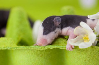 Minik beyaz çiçekli, sevimli ve güzel bir fare.