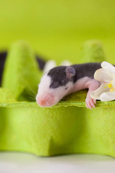 Σύμβολο του 20. ποντίκι. Μικρός αρουραίος χαριτωμένος και όμορφος με ένα μικρό — Φωτογραφία Αρχείου