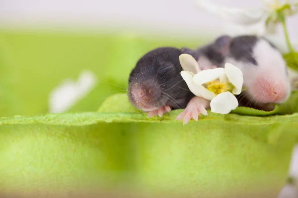 Symbol of 2020. mouse. Little rat with a soft pink nose. sweet and — Stock Photo, Image