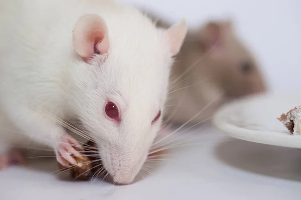 Symbol of 2020. mouse. A white rat with red eyes chewing on a — Stock Photo, Image