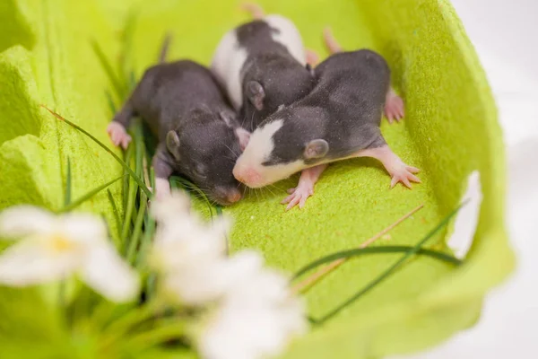 Welpenfamilie zwischen weißen Blumen — Stockfoto