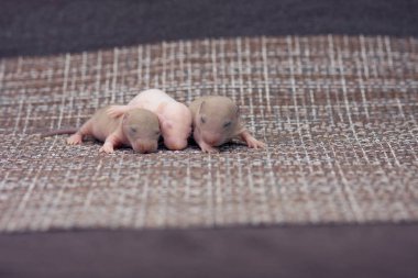 Yavru sıçanlar. Küçük fareler yan yana