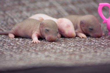 Fareler küçük ve kukla sürahisi. Harika bir kompozisyon. Meme faresinde çay içmek..