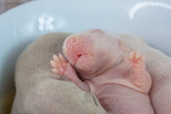 Bébés rats, les rats mignons sont le symbole de 2020 des Chinois — Photo