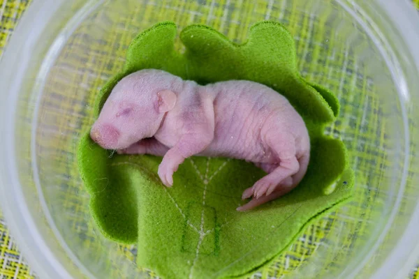 Germe Rat bébé sans cheveux, nouveau-né. sur une feuille vert vif d'un — Photo