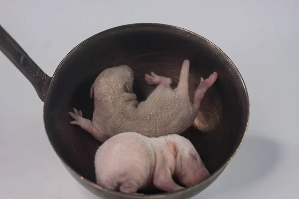 Klíčky krysy dítě bez vlasů, novorozeně malá myš s růžovou srstí v — Stock fotografie