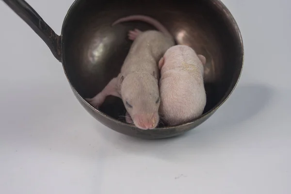 Germe Rat bébé sans poils, nouveau-né petite souris avec fourrure rose dans — Photo