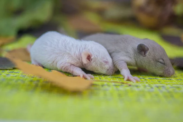 Baby-Ratten sind klein, flauschig und niedlich im Laub der Bäume. — Stockfoto