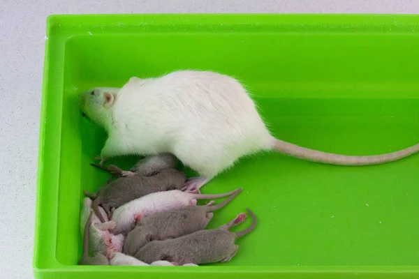 Белая крыса на зеленой коробке с маленькими мышами. Материнство — стоковое фото