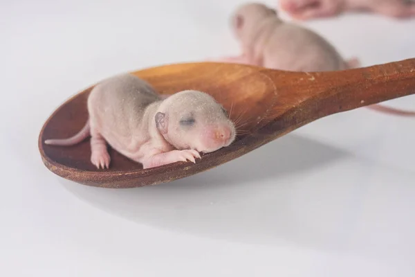 Kleine ratten in een houten lepel. Symbool van — Stockfoto