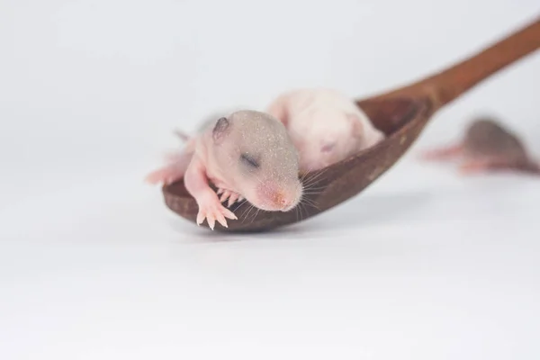 Pequenos ratos em uma colher de madeira. Símbolo de — Fotografia de Stock