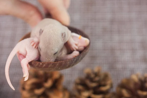 Petits rats dans une cuillère en bois. Symbole de 2020 — Photo