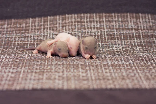 Les bébés rats s'embrassent. famille — Photo