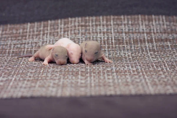 Des bébés rats. petites souris côte à côte suivant — Photo