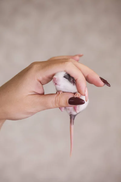 Little mouse in female hands. little rat baby. cute — Stock Photo, Image