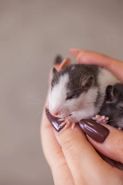 La belle et séduisante fille tient dans ses mains un petit rat. L ' — Photo