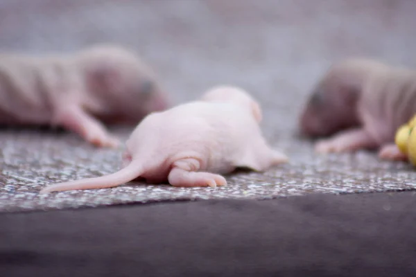 Pequeñas ratas bebé están durmiendo. Una familia de ratones recién nacidos. símbolo —  Fotos de Stock