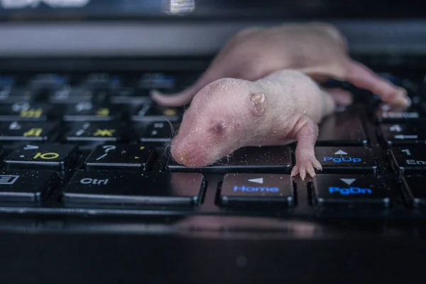 Концепция хакерского преследования. Крысёныши на клавиатуре компьютера . — стоковое фото