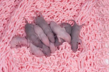 Pembe bebek bezinde yeni doğmuş fareler. 2020 'nin sembolü, Çince