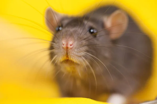 O rato é cinzento. Símbolo de 2020, chinês — Fotografia de Stock