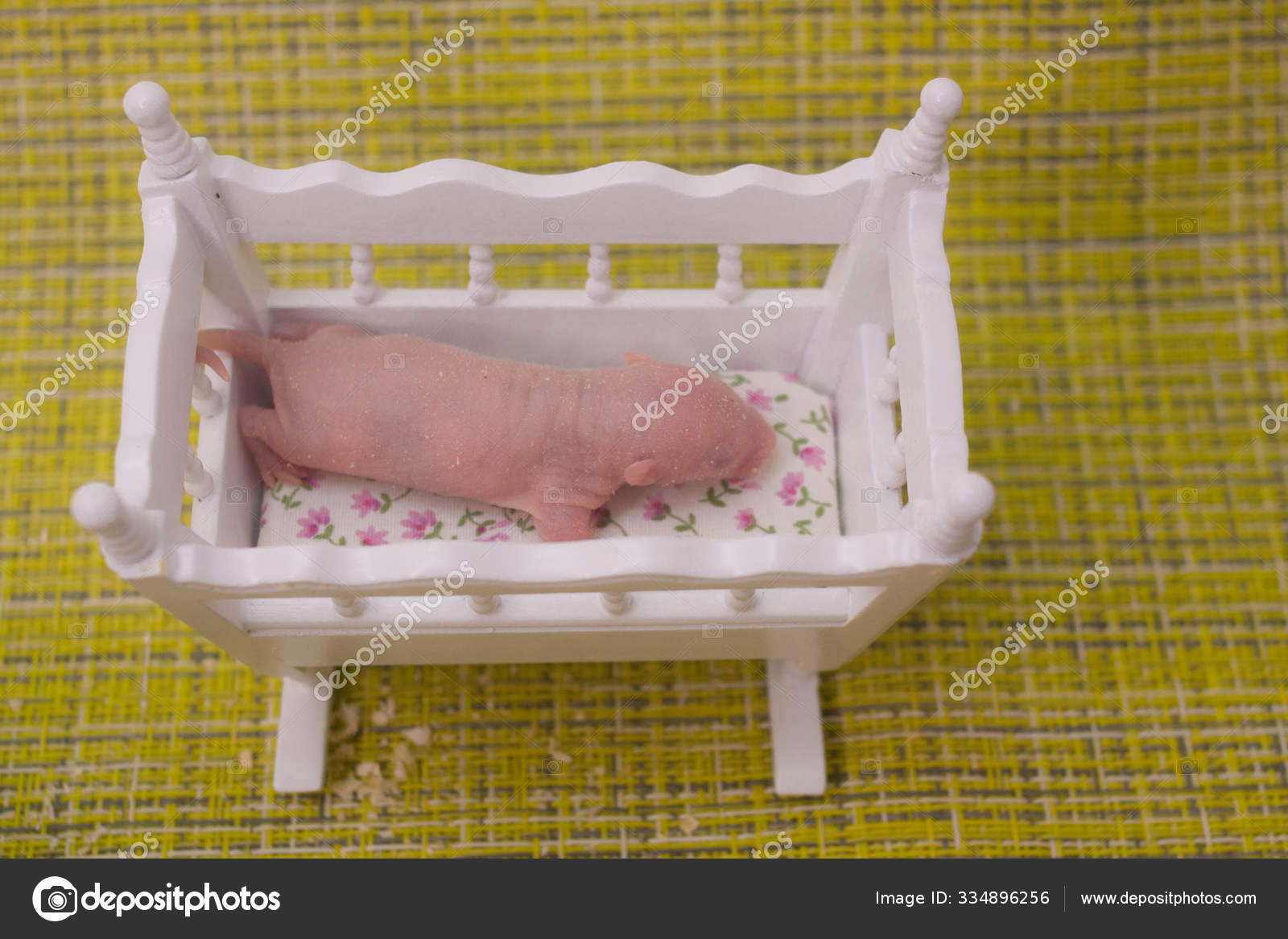 Bebe Rat Dans Un Berceau En Bois Blanc Symbole De Chinois Image Libre De Droit Par Xxxenium7 C