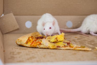 Pizza kutusundaki beyaz fareler. 2020 'nin sembolü. Çince