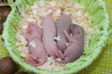 Çimenli yeşil sepetteki bebek fareler