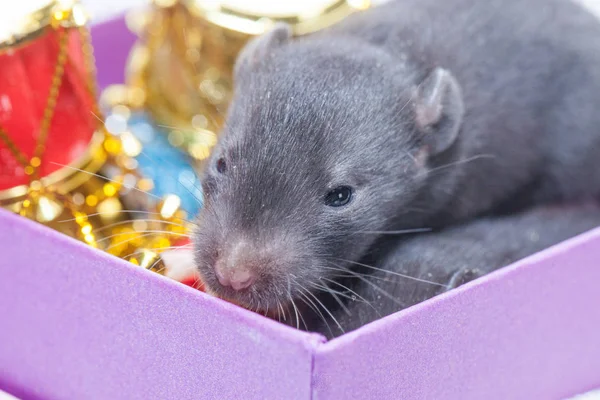 The rat is small, the baby is very cute and a beautiful gray mouse. in a gift box. The symbol of 2020 year of the rat, Chinese New — Stock Photo, Image
