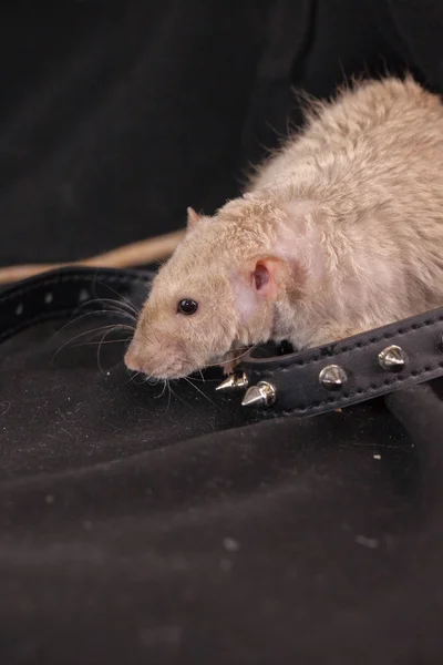 Wurde die Ratte in einem Stachelhalsband brutal zusammengeschlagen. informell. Symbol für 2020 — Stockfoto