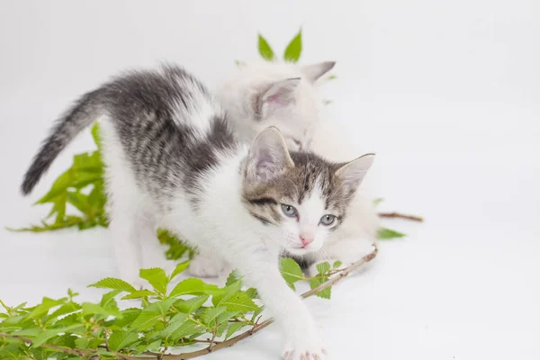 Kleines Kätzchen spaziert auf einem weißen Tisch zwischen — Stockfoto