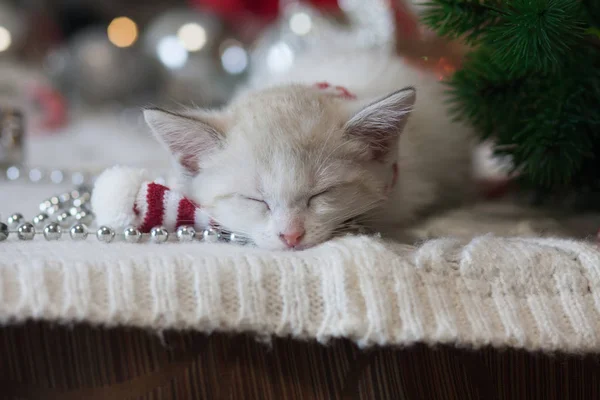Kitty kleines Kätzchen schläft in einem Neujahrsschal. Silvester — Stockfoto