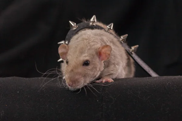 De rat brutaliseerde in een spiked collar. Informeel. Symbool van 2020 — Stockfoto