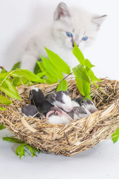 Rats and a cat. Stray nest on a white background. The cat found a mouse behind a green branch. symbol of 2020. Chinese calendar.