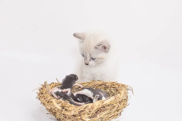 Rats and a cat. Stray nest on a white background. The cat found a mouse. symbol of 2020
