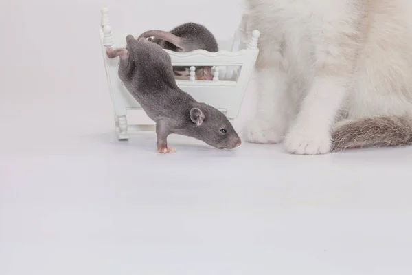 Серый ребенок крысы на белом фоне рядом с котом. Символ — стоковое фото