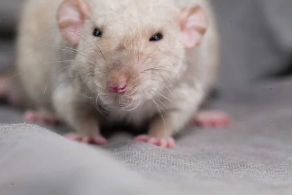 Rat beige portrait. Old rats. symbol of 2020. Chinese calendar. — Stock Photo, Image