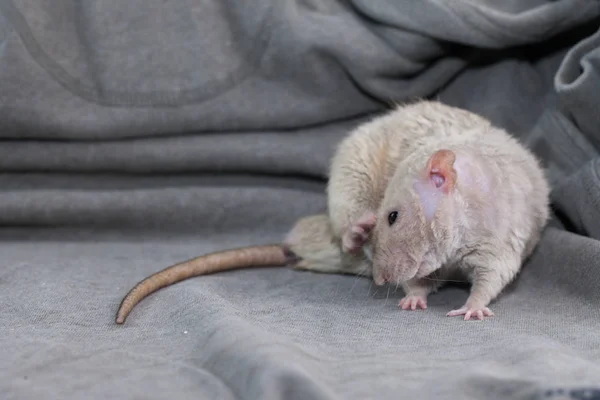 Egy szürke hátterű bézs patkány egy mancsal vakarja a fejét. 2020 szimbóluma — Stock Fotó