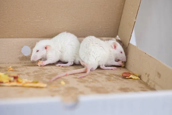 Ratas blancas con pizza en una caja de pizza. símbolo de 2020. Chino — Foto de Stock