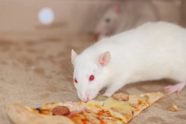 Råttor är vita och pizza. snabbmat. Symbol för 2020, kinesiska — Stockfoto