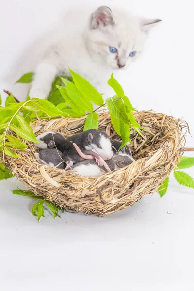 Ratos e um gato. Ninho de cordão em um fundo branco. O gato encontrou um rato atrás de um galho verde. símbolo de 2020. Calendário chinês
. Imagens Royalty-Free