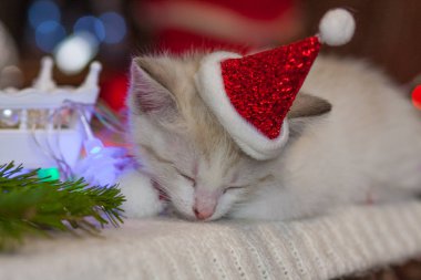 Noel Baba 'da beyaz kedi yavrusu