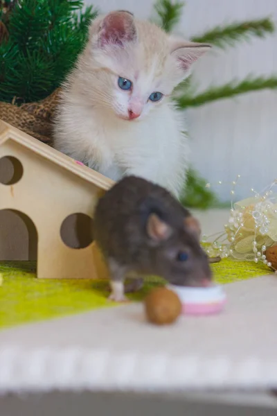 La souris est grise et le chat est blanc. Le rat mange des biscuits savoureux — Photo