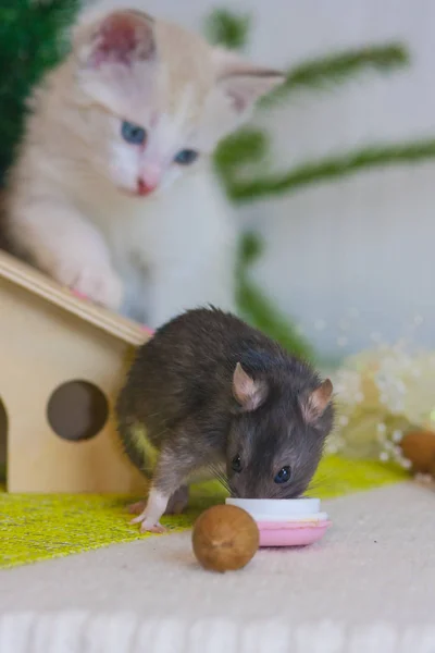 O rato é cinzento e o gato é branco. O rato está comendo biscoitos saborosos — Fotografia de Stock