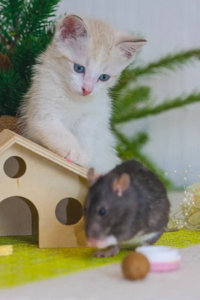 La souris est grise et le chat est blanc. Le rat mange des biscuits savoureux — Photo