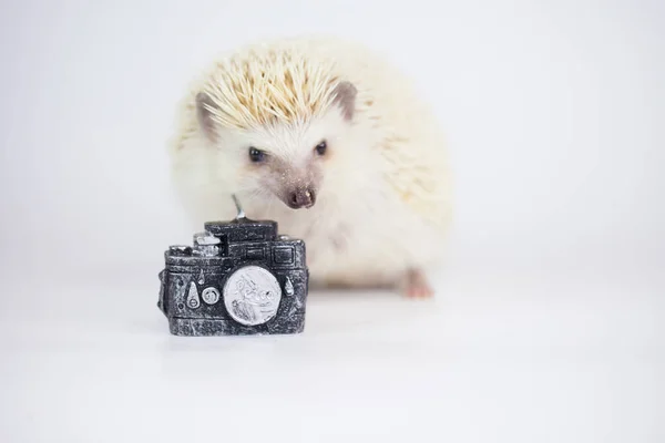 Afrykański jeż z aparatem fotograficznym na białym — Zdjęcie stockowe