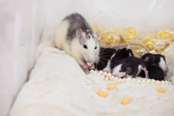 Famille de rats. nid de rat. sur fond blanc. Les animaux. symbole de 2020 , — Photo