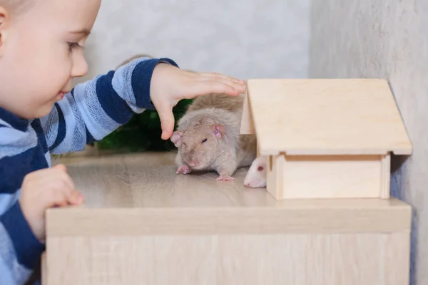 Uma criança brinca com uma casa de bonecas e filhotes de rato. Animais de estimação. símbolo de 2020, chinês — Fotografia de Stock
