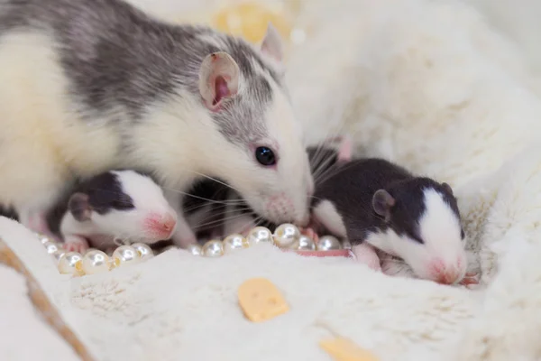 Ratten Familie. Rattennest. auf weißem Hintergrund. Haustiere. Symbol für 2020, — Stockfoto