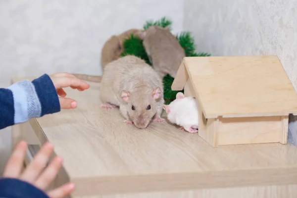 Un enfant joue avec une maison de poupée et des petits rats. Les animaux. symbole de 2020, chinois — Photo